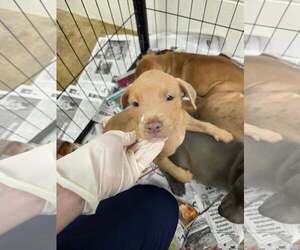 Labrador Retriever-Unknown Mix Dogs for adoption in SHERBURNE, NY, USA