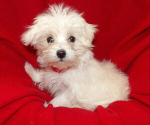 Medium Maltese