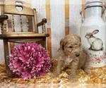 Small Photo #61 Aussiedoodle Puppy For Sale in COMMERCE, MI, USA