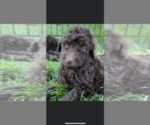 Small #3 Labloodhound-Labrador Retriever Mix