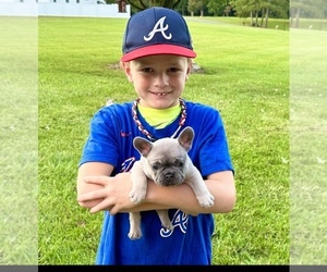 French Bulldog Puppy for sale in PEACHLAND, NC, USA