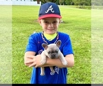 Small Photo #1 French Bulldog Puppy For Sale in PEACHLAND, NC, USA