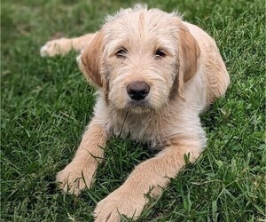Labradoodle Litter for sale in SWANVILLE, MN, USA