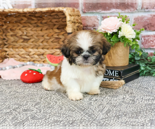 Medium Photo #7 Shih Tzu Puppy For Sale in SYRACUSE, IN, USA