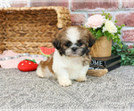 Small #6 Shih Tzu