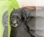 Small Photo #4 Kerry Blue Terrier-Polish Lowland Sheepdog Mix Puppy For Sale in VERSAILLES, KY, USA