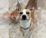 Small Photo #6 Mutt Puppy For Sale in Evansville, IN, USA