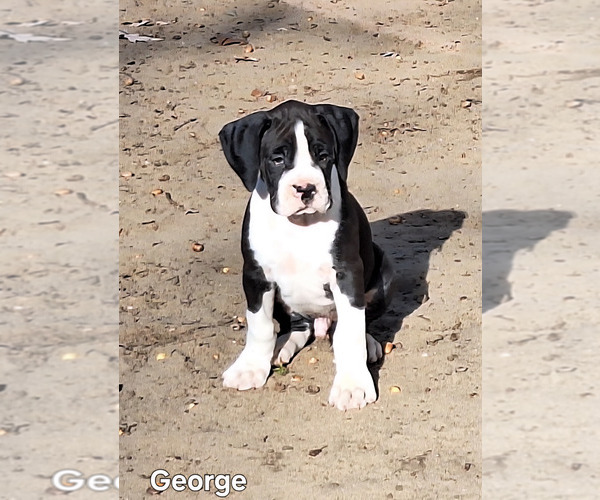 Medium Photo #1 Boxer Puppy For Sale in HOPKINS, MI, USA