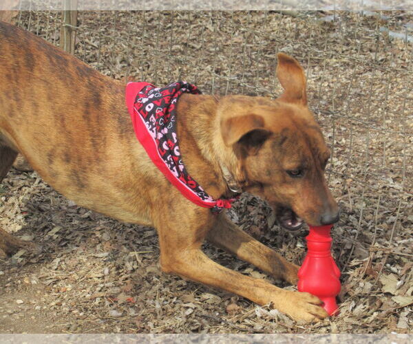 Medium Photo #3 Retriever -Unknown Mix Puppy For Sale in Godley, TX, USA