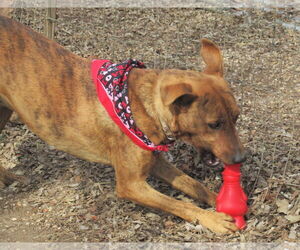 Tigger - Female Retriever -Unknown Mix Dog for Adoption - Photo #3