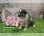 Small #7 Catahoula Leopard Dog
