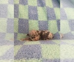 Image preview for Ad Listing. Nickname: Litter of 7