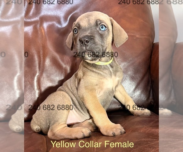 Medium Photo #2 Cane Corso Puppy For Sale in LA PLATA, MD, USA