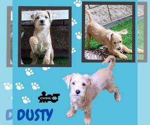 Mutt Dogs for adoption in Lindsay, CA, USA