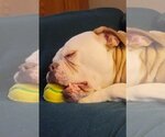 Small Photo #2 Bulldog-Unknown Mix Puppy For Sale in Minneapolis, MN, USA