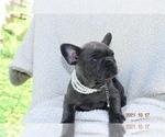 Puppy 7 French Bulldog