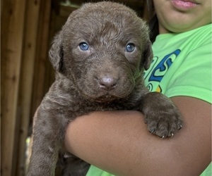 Chesapeake Bay Retriever Puppy for sale in COOKEVILLE, TN, USA