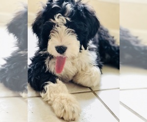 Bernedoodle Puppy for sale in FLEMING ISLAND, FL, USA