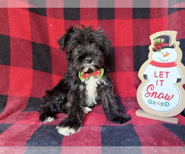 Medium Photo #1 Schnauzer (Miniature) Puppy For Sale in LAKELAND, FL, USA