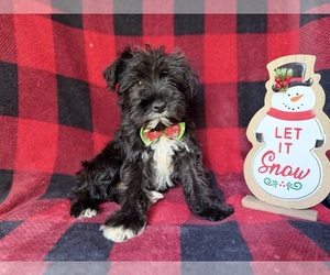 Schnauzer (Miniature) Puppy for sale in LAKELAND, FL, USA