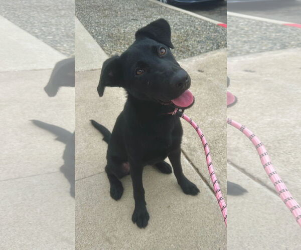 Medium Photo #1 Mutt Puppy For Sale in Newport Beach, CA, USA