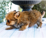 Small Photo #5 Yoranian Puppy For Sale in WAKARUSA, IN, USA