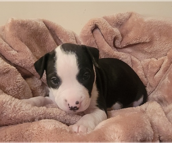 Medium Photo #23 American Bulldog Puppy For Sale in MARYVILLE, MO, USA