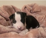 Small Photo #23 American Bulldog Puppy For Sale in MARYVILLE, MO, USA