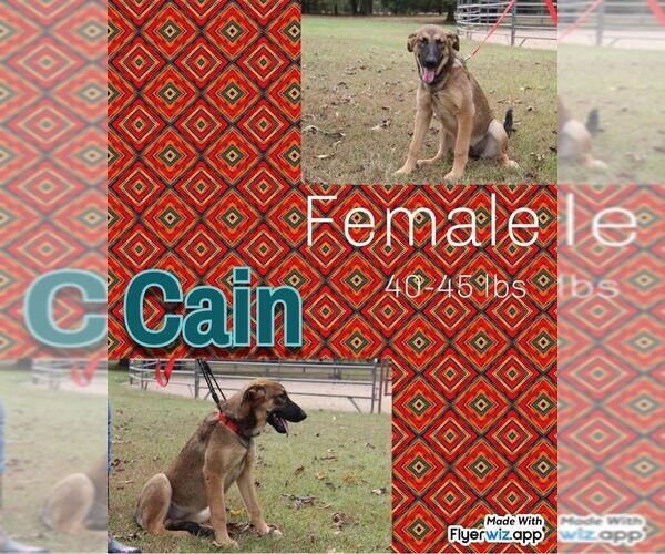 Medium Photo #6 Mutt Puppy For Sale in FRAMINGHAM, MA, USA