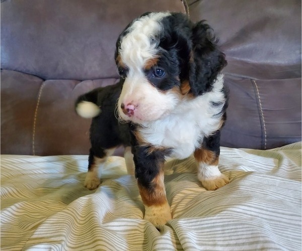 Medium Photo #16 Bernedoodle (Miniature) Puppy For Sale in LEETONIA, OH, USA