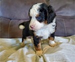 Small #15 Bernedoodle (Miniature)