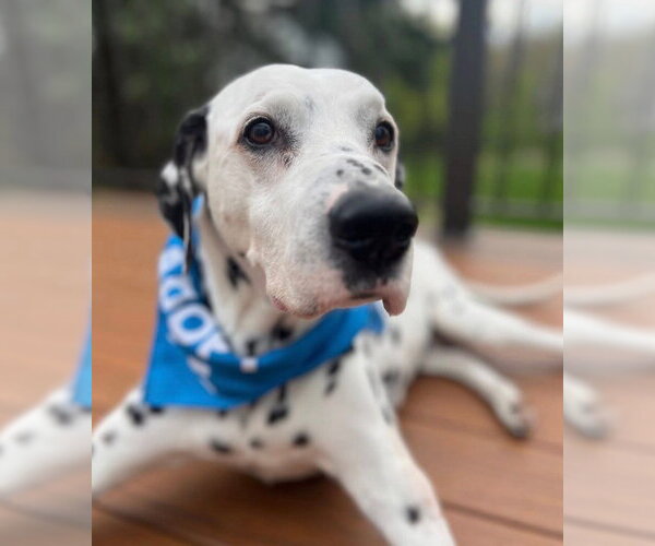 Medium Photo #6 Dalmatian Puppy For Sale in Minneapolis, MN, USA