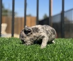 Small #18 French Bulldog