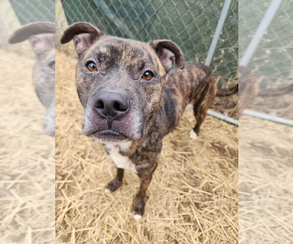 Medium Photo #4 Boxer-Unknown Mix Puppy For Sale in Evansville, IN, USA