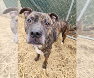 Noki - Male Boxer-Unknown Mix Dog for Adoption - Photo #4