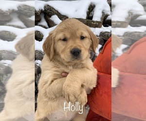 Medium Golden Retriever