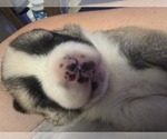Small #4 Akita