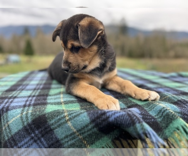 Medium Photo #11 Australian Shepherd-German Shepherd Dog Mix Puppy For Sale in DEMING, WA, USA