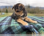 Small #10 Australian Shepherd-German Shepherd Dog Mix