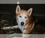 Small #8 German Shepherd Dog-Siberian Husky Mix