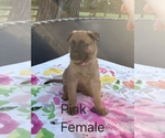 Small #2 Belgian Malinois