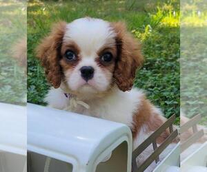 Cavalier King Charles Spaniel Puppy for sale in WINSLOW, AR, USA