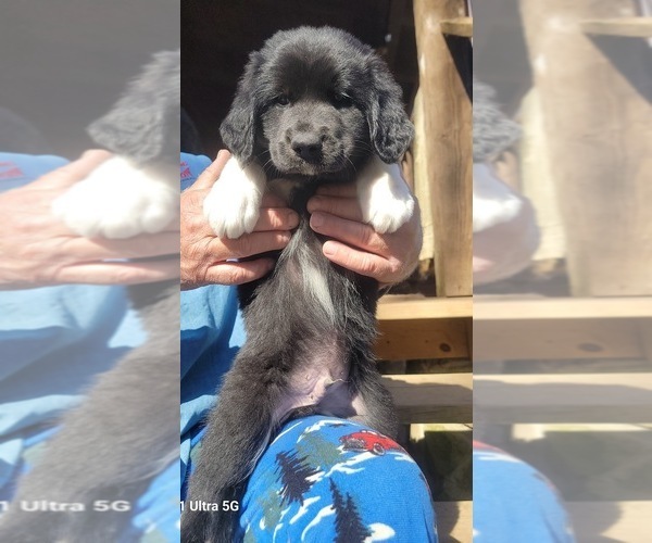 Medium Photo #3 Great Bernese-Poodle (Standard) Mix Puppy For Sale in JONESVILLE, VA, USA