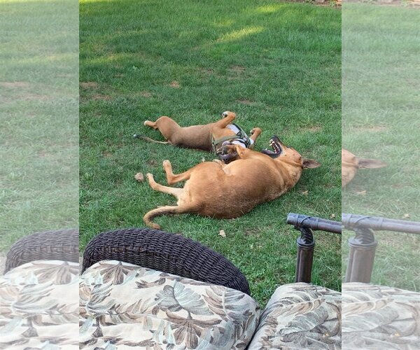 Medium Photo #46 American Pit Bull Terrier-Unknown Mix Puppy For Sale in Germantown, OH, USA