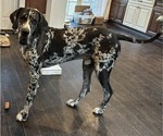 Small #10 Great Dane