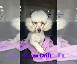 Poodle (Miniature) Dogs for adoption in Seaford, DE, USA