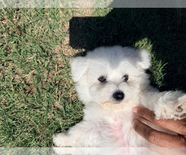 Medium Photo #7 Bichon Frise Puppy For Sale in PELZER, SC, USA