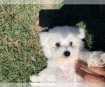 Small #6 Bichon Frise