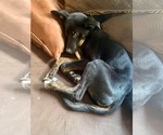 Small #1 Mutt