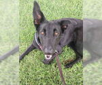 Small #3 German Shepherd Dog